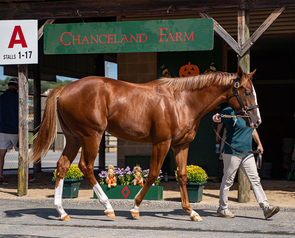 Chanceland Farm consignment