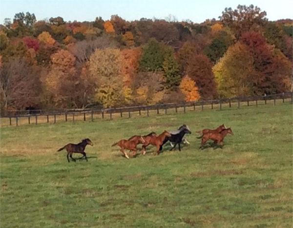 horses at Chanceland Farm