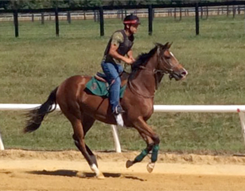 horse training on Chanceland Farm's dirt track