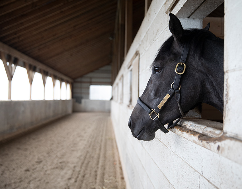 horses at Chanceland Farm